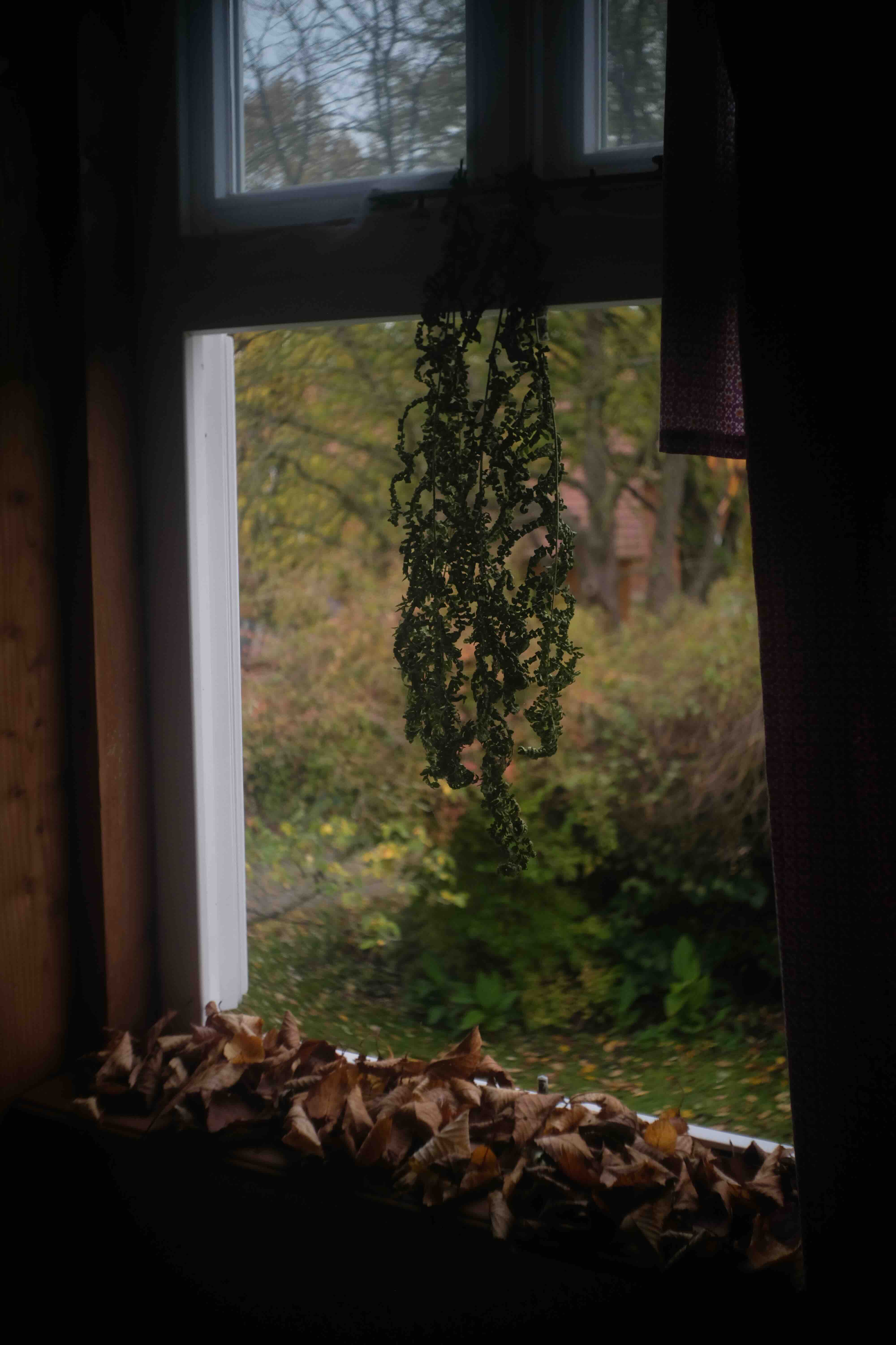 leaves on the border of a window