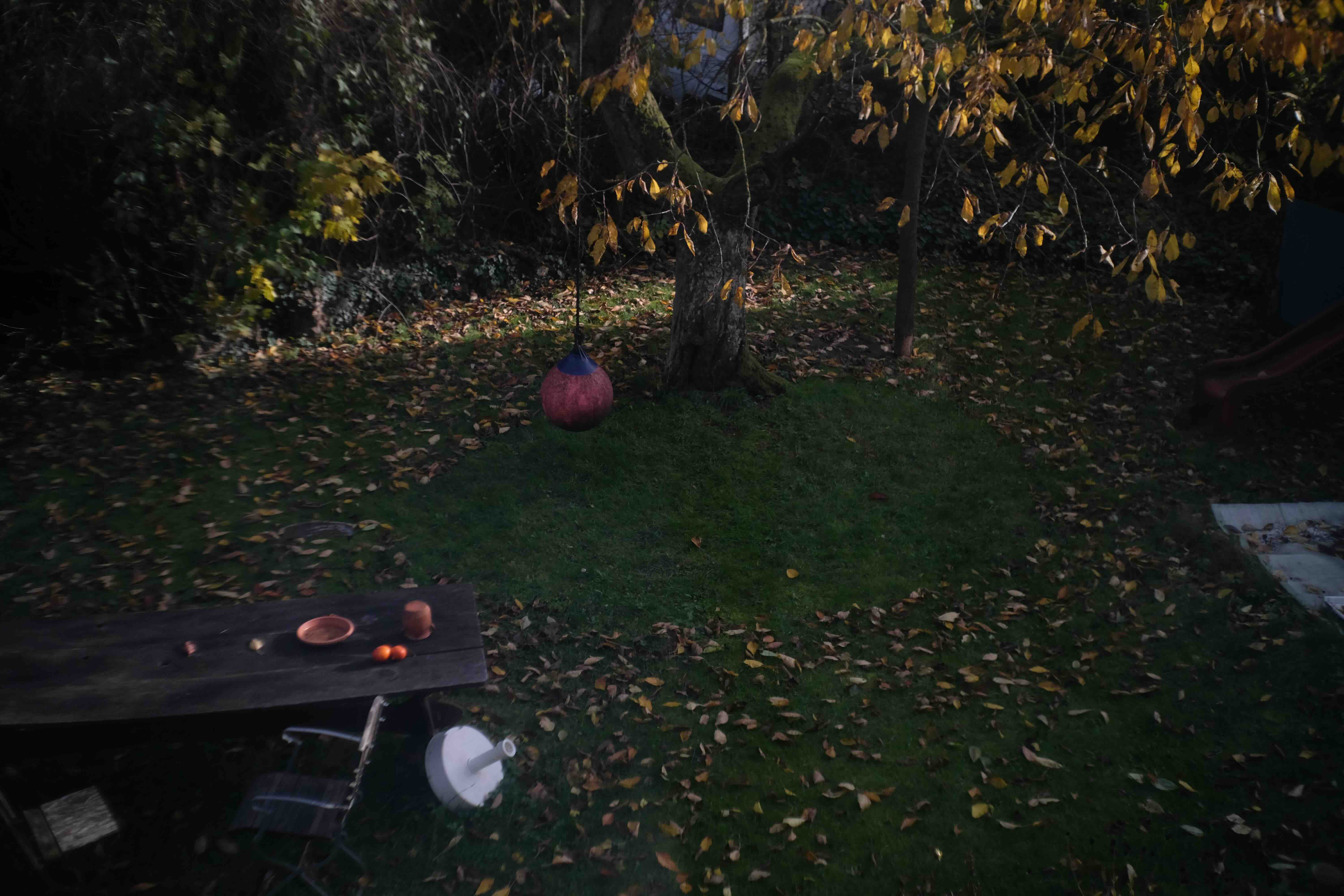 patch of missing leaves around tree in fall